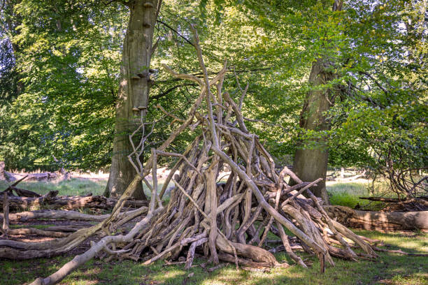 Piles of fallen branches and twigs on a forest floor with green grass and autumn leaves under tall trees.