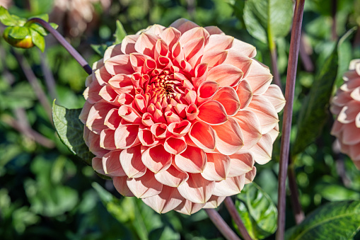 Large flower of a dahlia in a public park in the suburbs of Copenhagen on a sunny autumn day