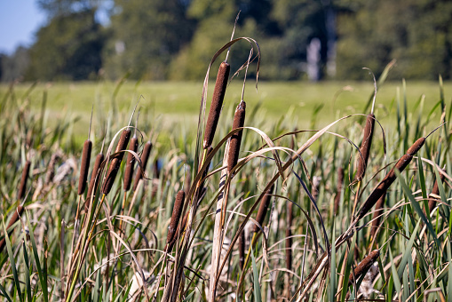 isolated grass blades on white background