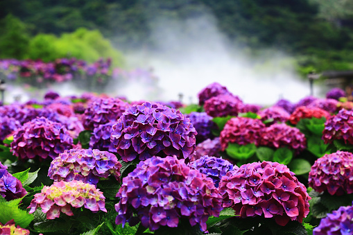 beautiful Garden scenery with blooming colorful Hydrangea or Big-leaf Hyrdangea flowers