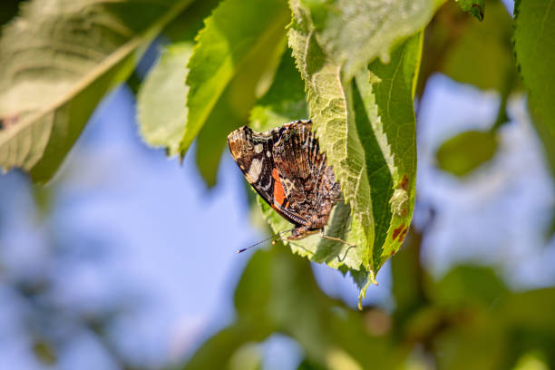Old admiral butterfly, Vanessa atalanta, sitting in the autumn sunlight on the leaf of an apple tree