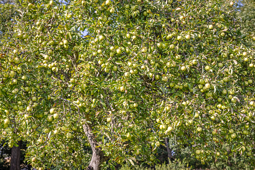 Plenty of green apples hanging on a tree in the clear autumn sunlight in a public park north of of the Danish capital Copenhagen