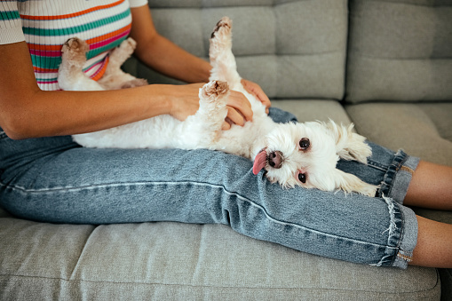 Woman sitting indoors at home, playing with dog