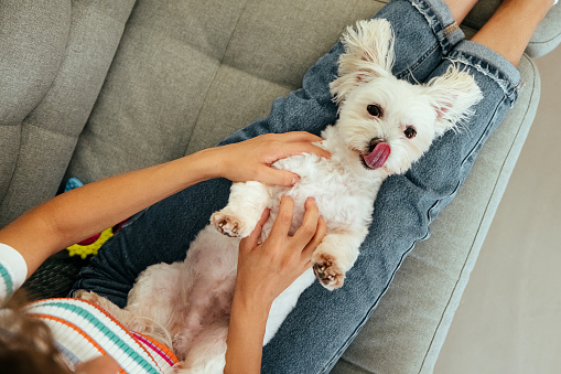 Woman sitting indoors at home, playing with dog