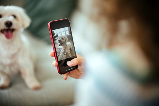 Woman takes a photo of her dog at home