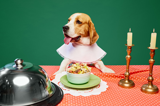 Happy purebred dog, Beagle sitting at the table, eating dog's food. Dinner with candles over green background. Concept of domestic animals, pet care, nutrition, vet, beauty, grooming.