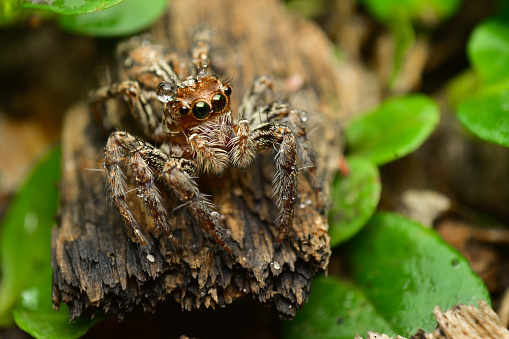 After the rain, a brown jumping spider came out of its hiding place and settled on an old log. to camouflage hunters and wait for it to dry
And there were green leaves and grass all around.