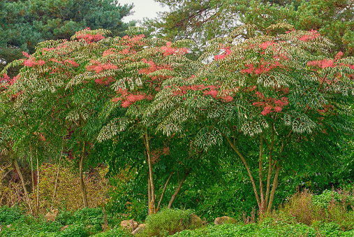 Neighborhood of a public park. Crowded place. Lankaran Albizia is a very unpretentious, drought-resistant tree. Albizia is a very ornamental plant, so it is used to decorate city gardens and parks with pleasure.