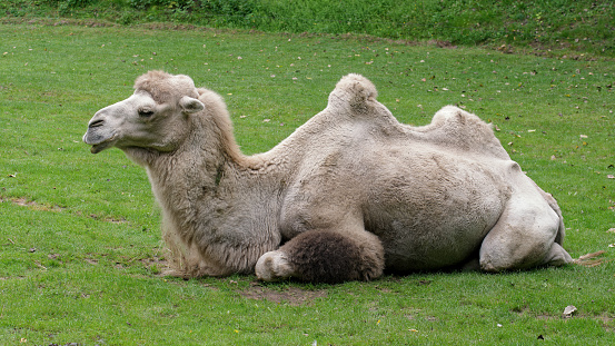 Close up portrait of a CamelClose up portrait of a Camel