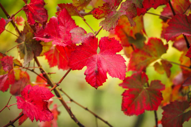 Red leaf in autumn