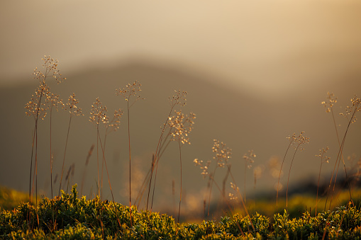 Wild grass and blueberry plant in the mountains at autumn sunset. Defocused abstract nature background