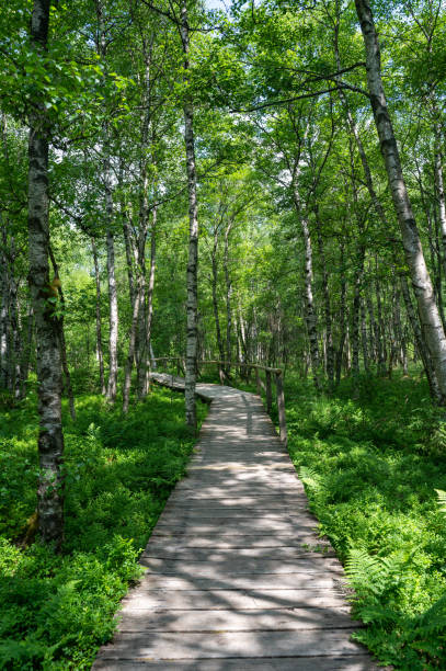 A Carpathian birch  ( Betula carpatica )  forest with wooden footbridge in the red moor in the high Rhön, Hesse, Germany