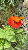 schmetterling.jpg?b=1&s=170x170&k=20&c=e22dfjWQd105T8wZM48TwRr3Gd8KZ8RlwdCDdPxbl9o=