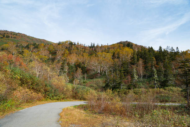 istock beautiful autumn leaves 1740530345