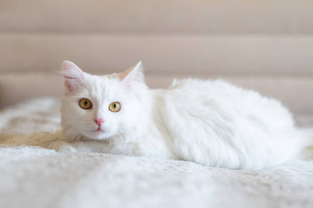istock Cat lying on bed and hunting on his owner 1740532016