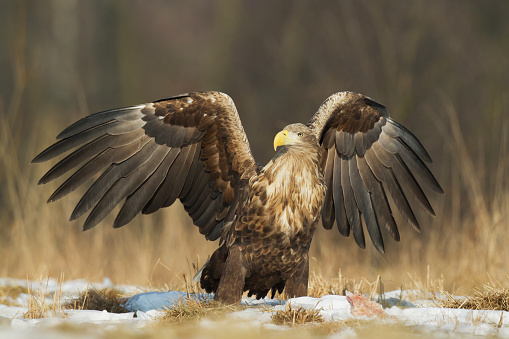 Bird of prey - Majestic predator White-tailed eagle, Haliaeetus albicilla in Poland wild nature