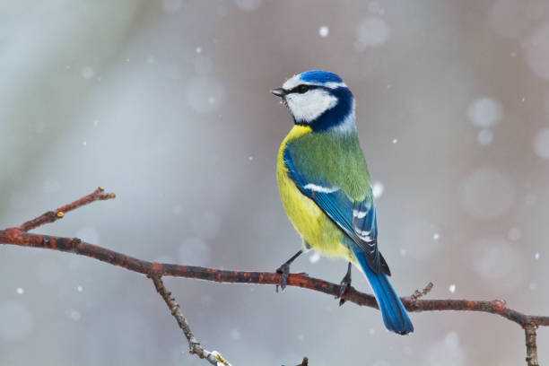 istock Bird - Bluetit on winter background, winter time Poland Europe 1740536863