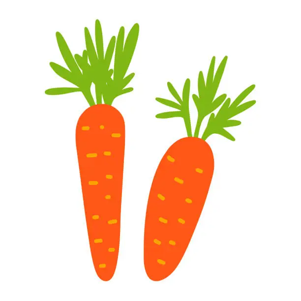 Vector illustration of Carrots. Hand drawn doodle carrot. Garden vegetables. Vitamins, caratin, fiber. Stock vector illustration isolated on white background.