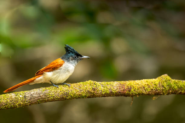 istock Asian Paradise Flycatcher 1740545086