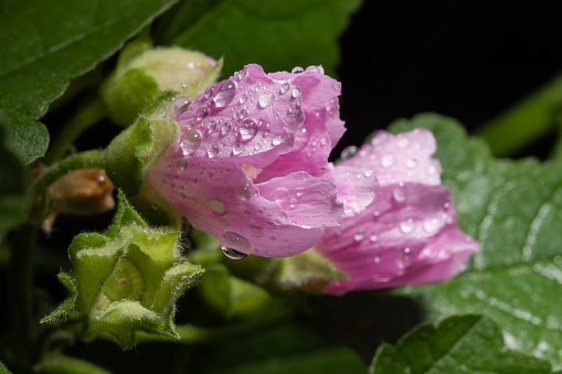 flower petals in water drops after rain, roses in the garden