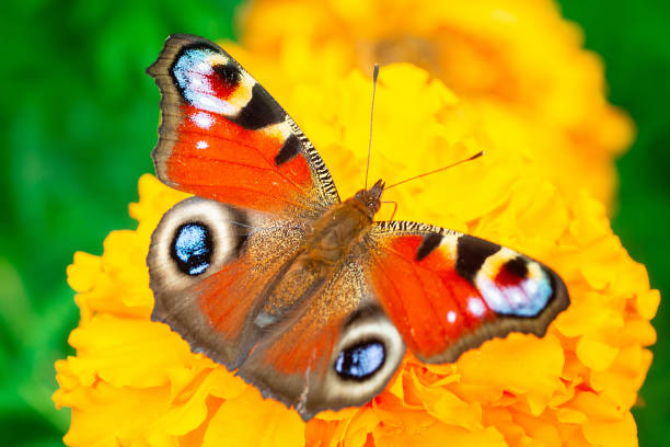 istock European peacock butterfly (Aglais io). Copy space. 1740566642