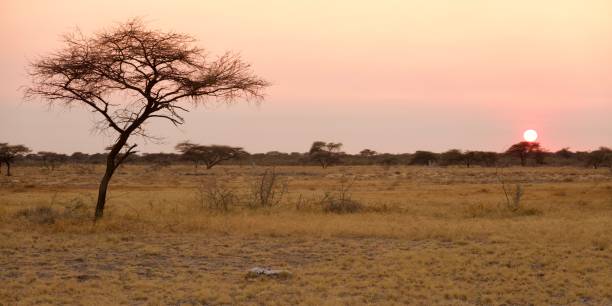istock Sunrise at Etosha 1740569506