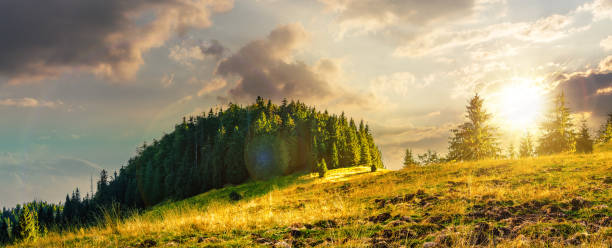 istock panorama of spruce forest on the hillside meadow at sunset 1740570664