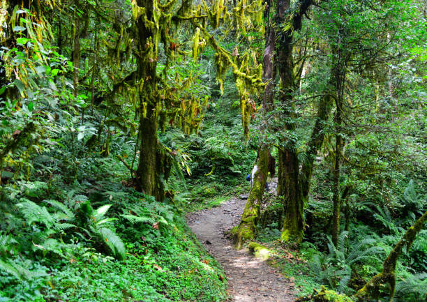 istock Hiking trail in green summer forest 1740572362