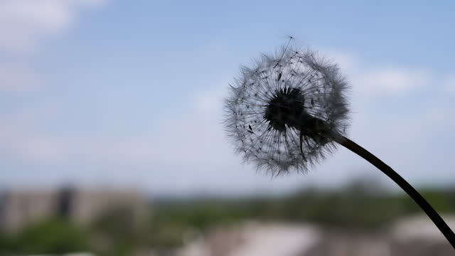 Silhouette, Swaying Fuzzy Dandelion with Seeds on Blurred Blue Sky Background