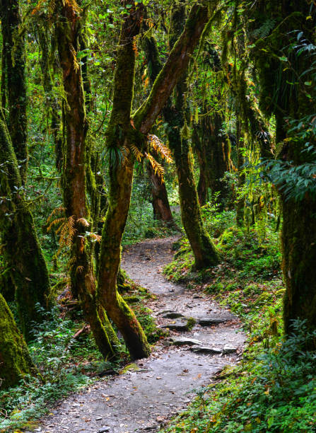 istock Hiking trail in green summer forest 1740572898