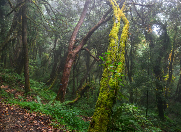 istock Hiking trail in green summer forest 1740573428