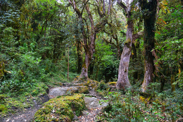 istock Hiking trail in green summer forest 1740574989