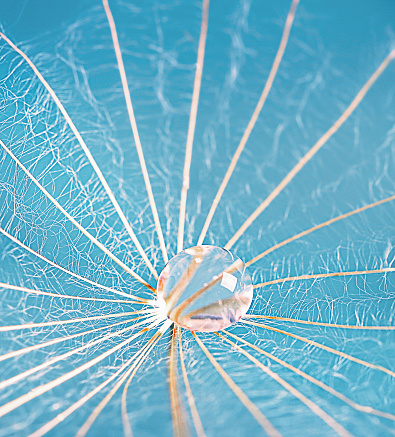 Macro photo of a dandelion umbrella with a large drop of water on a blue background