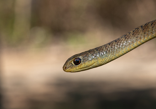 Garter snake close up isolated on white with copy space
