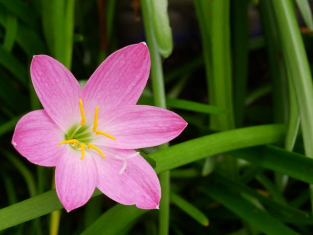 istock Fairy Lily, Rain Lily, Zephyr Flower 1740582126