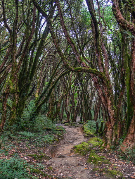 istock Hiking trail in green summer forest 1740586839