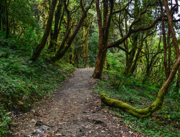 istock Hiking trail in green summer forest 1740587208