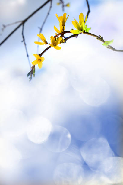 Fairy spring  nature. Blooming spring yellow shrub flowers. Forsythia intermedia. Bright blue sky. Copy space