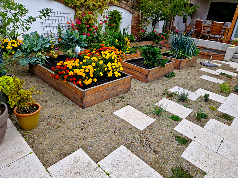 corner of the family garden with several beds bordered by boards. there is compacted sand around and the paving irregularly jaggedly rises into the mortar. flowering beds with annuals, vitis vinifera