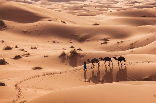 Love couple on a honeymoon riding camels in Sahara desert.