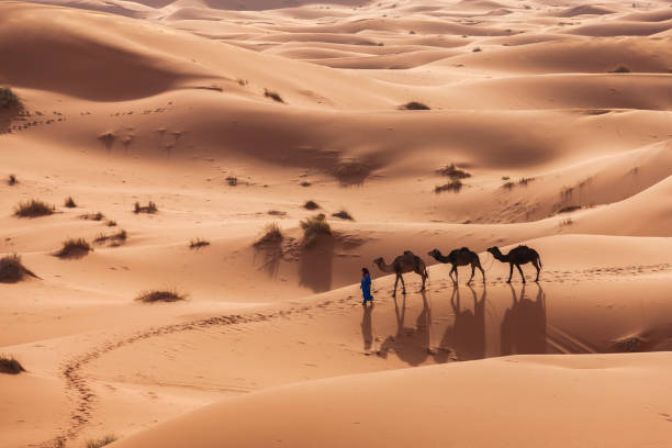 Young Tuareg with camels on Western Sahara Desert in Africa Tuareg with camels on the western part of The Sahara Desert in Morocco. The Sahara Desert is the world's largest hot desert. morocco landscape stock pictures, royalty-free photos & images