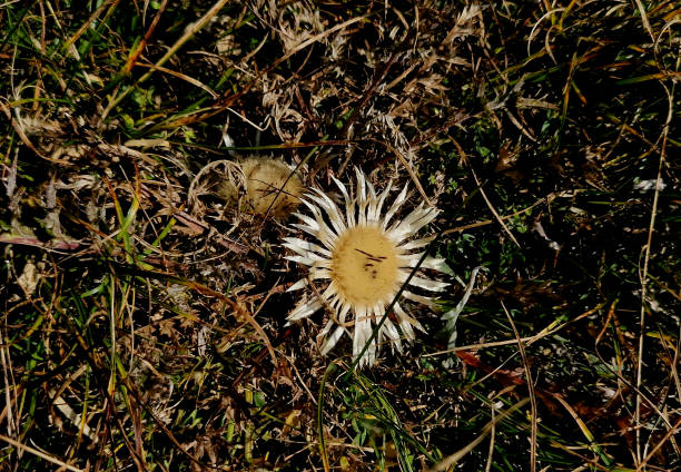 Dry Carlina acaulis. \nin autumn.\nUsed in some regions as amulet or good luck charm hanging it on  doors.