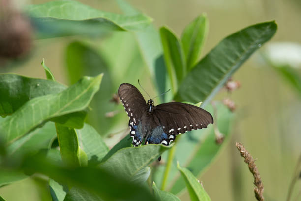 istock Spicebush Swallowtail perched on green foliage 1740607365