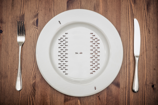 Ant war on a plate