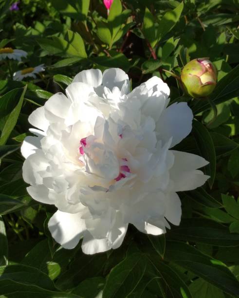 istock open peony flower, lush bud.  garden peony bush. 1740623633