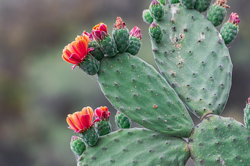 Beautiful floral background of prickly pear cactus (Opuntia stricta) planted in a tropical botanic garden