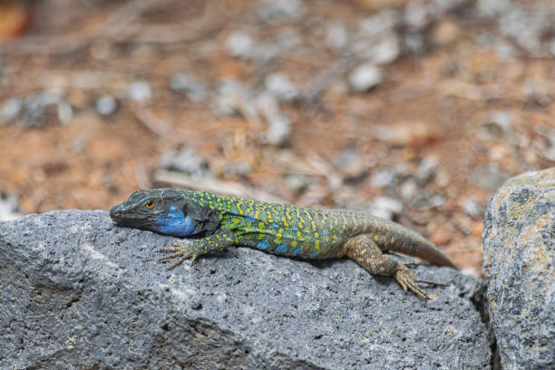 istock Tenerife male lizard on a rock 1740631565