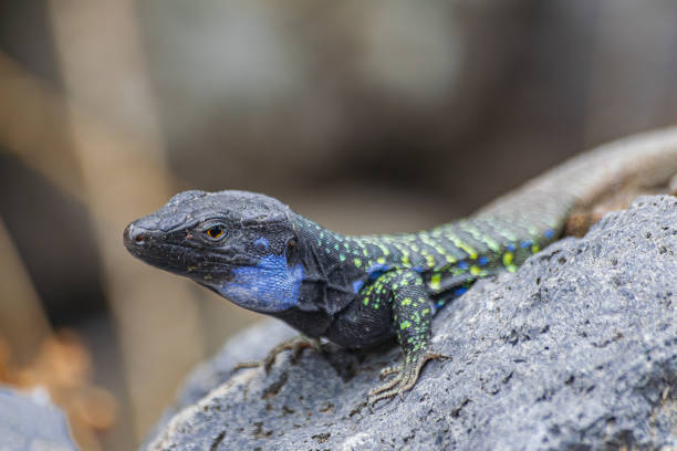istock Tenerife male lizard on a rock 1740631572