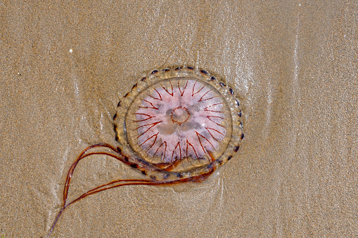 A Compass Jellyfish washed up on the wet sands of Abersoch beach in Gwynedd, Wales.