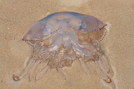Close up of a Barrel Jellyfish that has been washed up on Abersoch beach in Gwynedd, Wales.